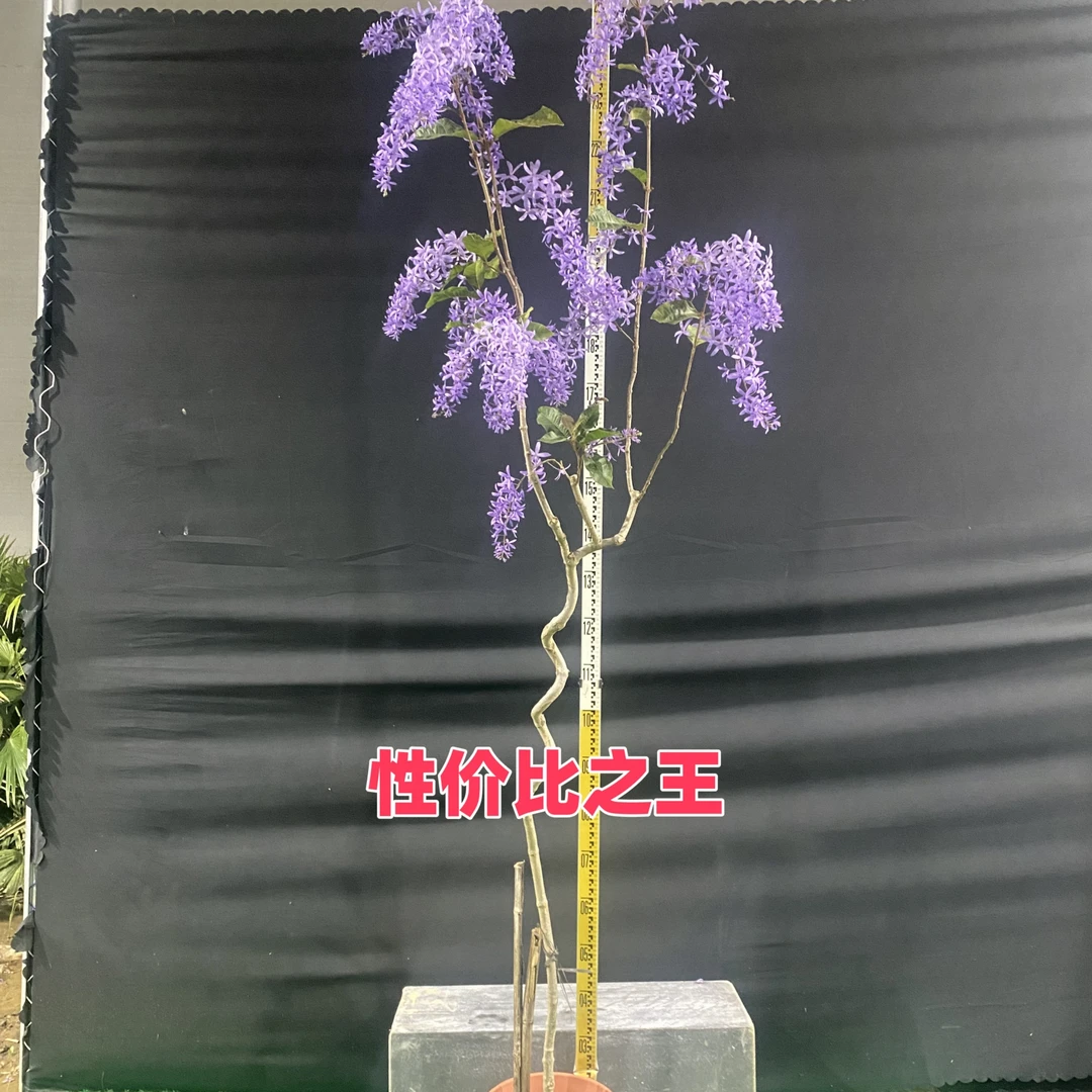 泰国大叶蓝花藤基地一物一拍【顺丰包邮】