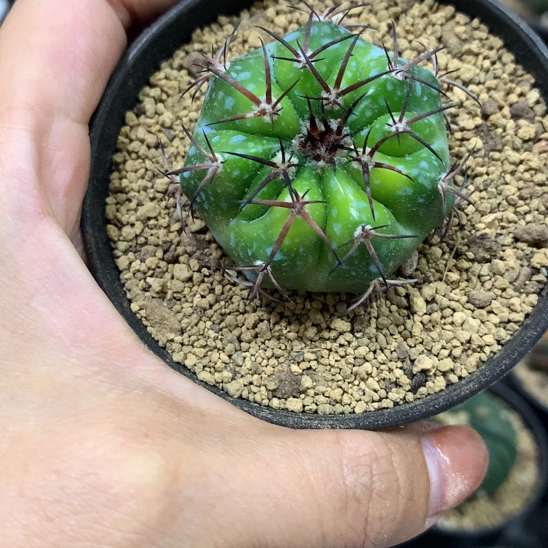 实生根黄体圆盘玉