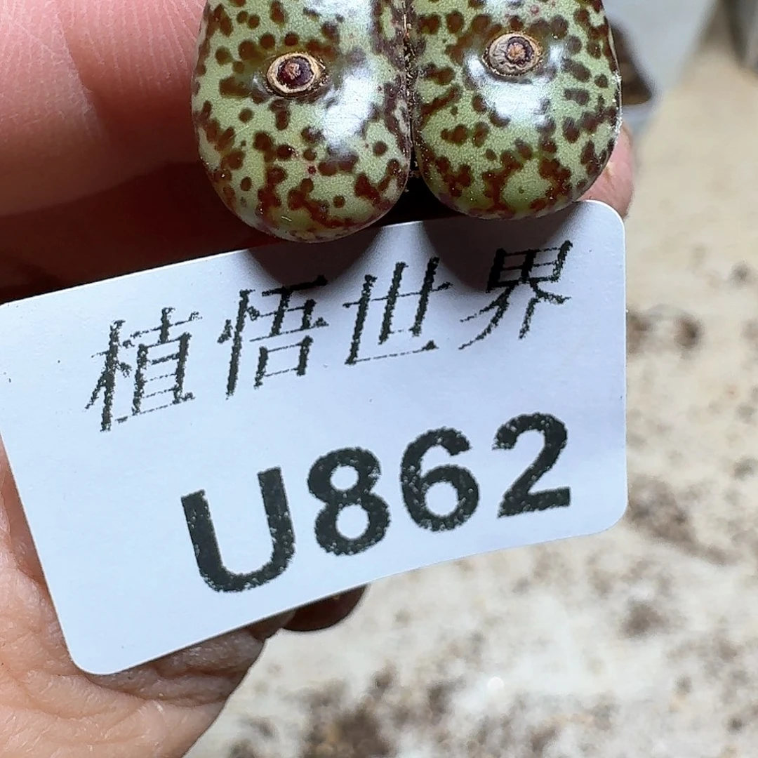 862号多肉植物哇d f