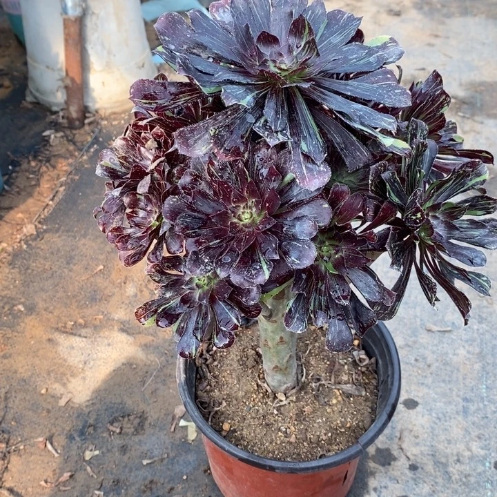 水墨丹青89多肉植物法师法师