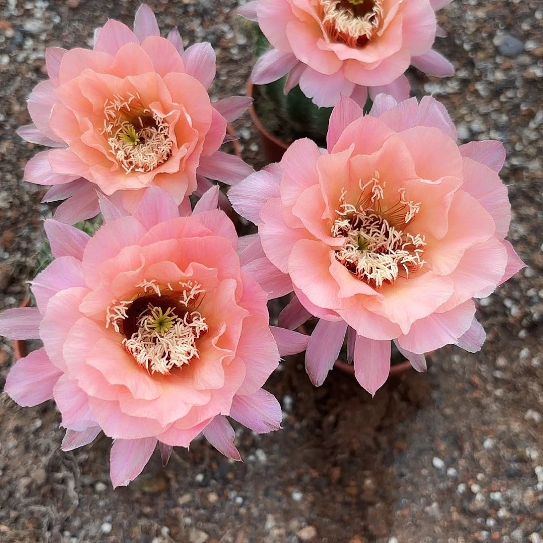 彩草橘香宾6公分左右微瑕