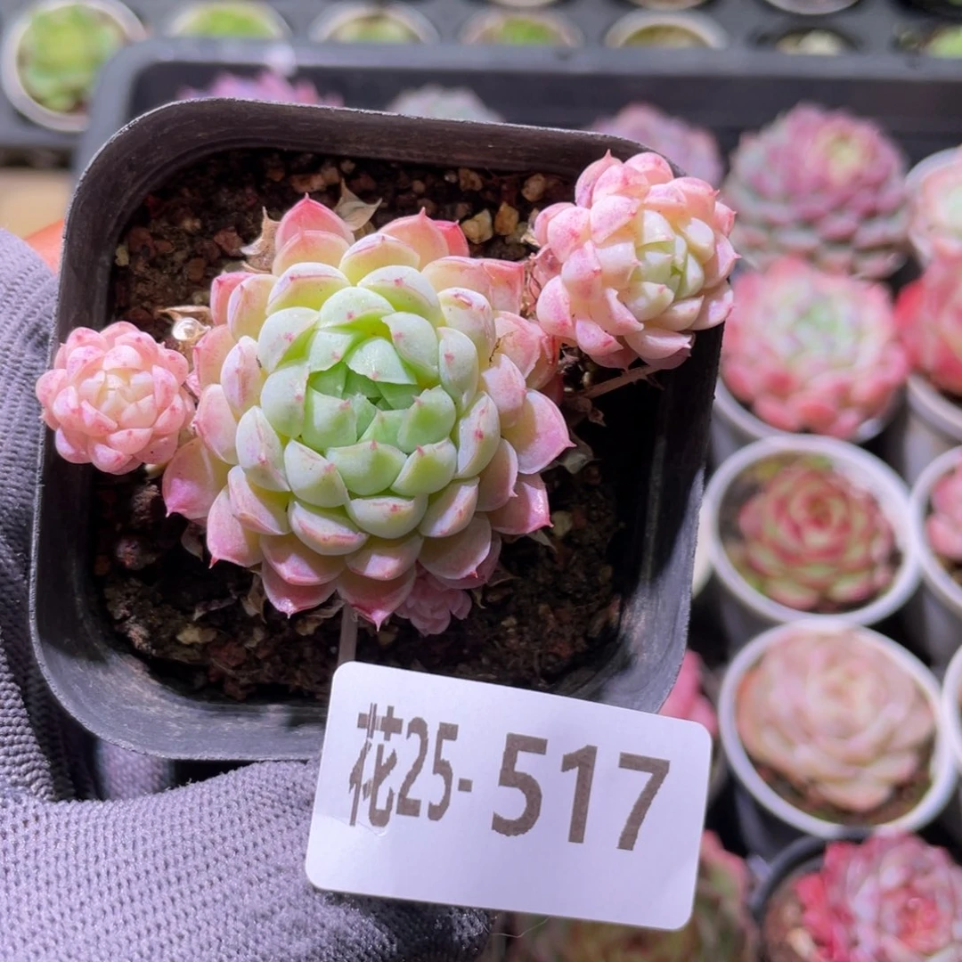 花利美25-517羊脂球