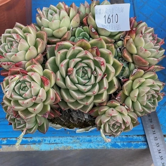 清**享白玫瑰1610多肉