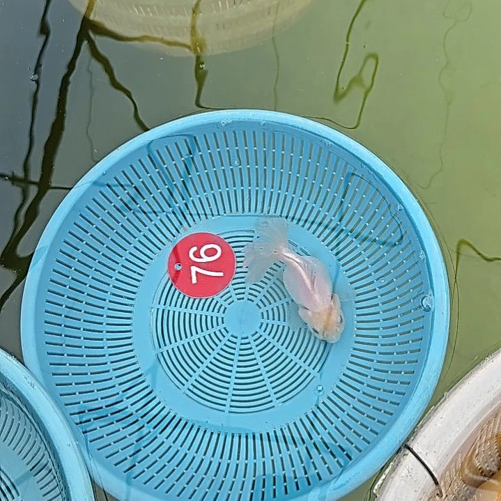 海水鱼76直播间看好下单不退不换到货录完整开箱视频有售后