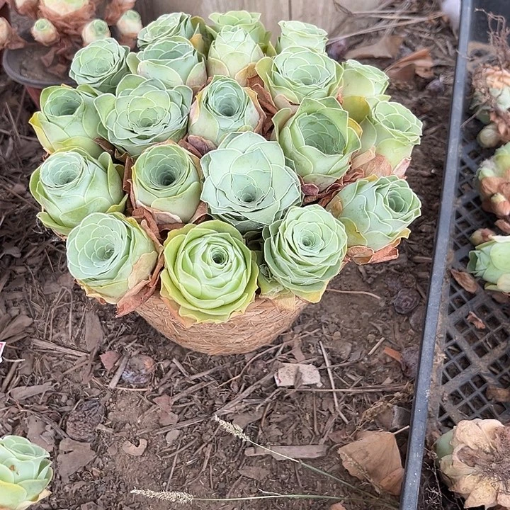 混播玫瑰单头20个