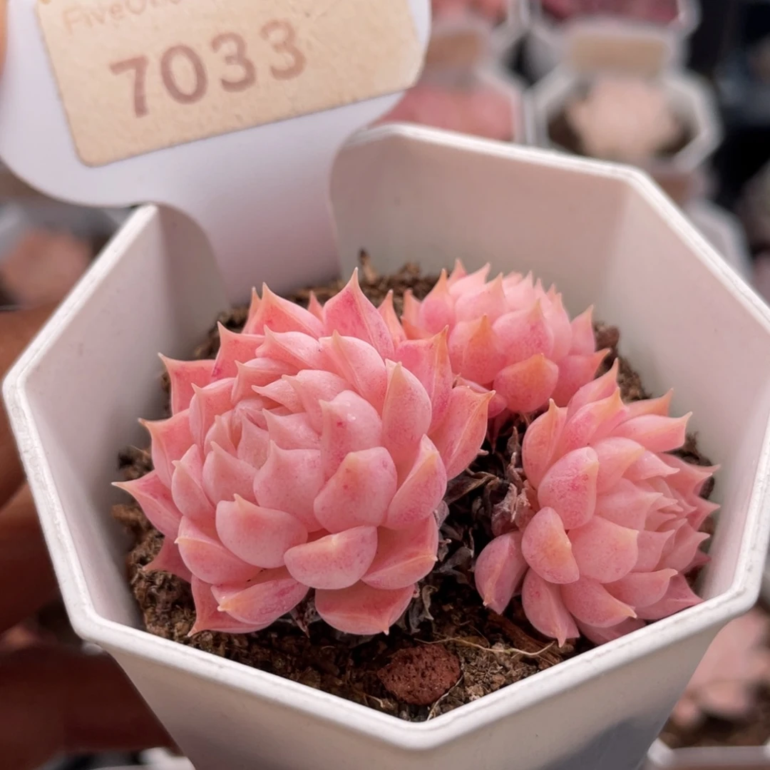 朱砂痣7033-5.0厘米