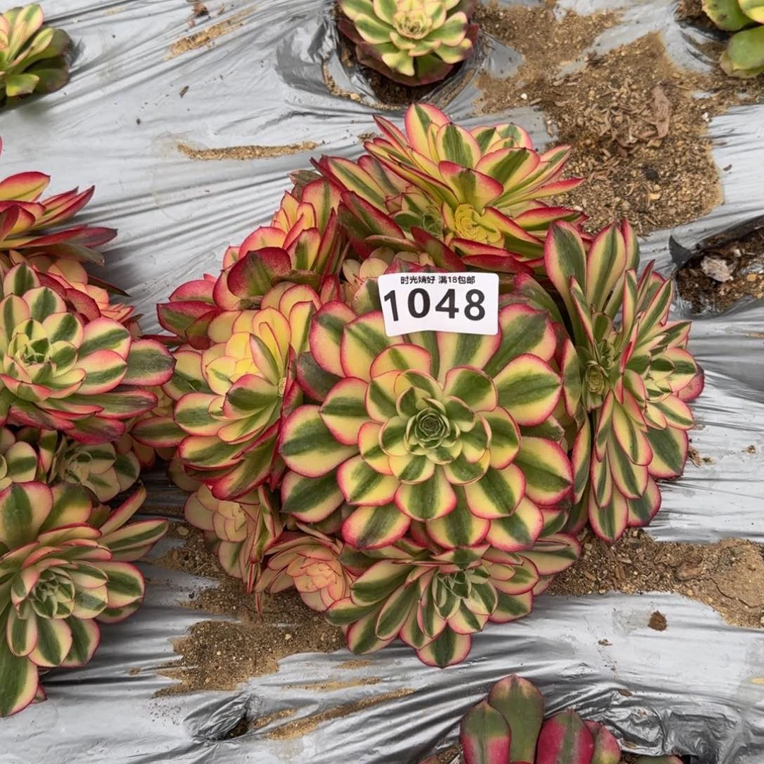 1048荔枝多肉植物