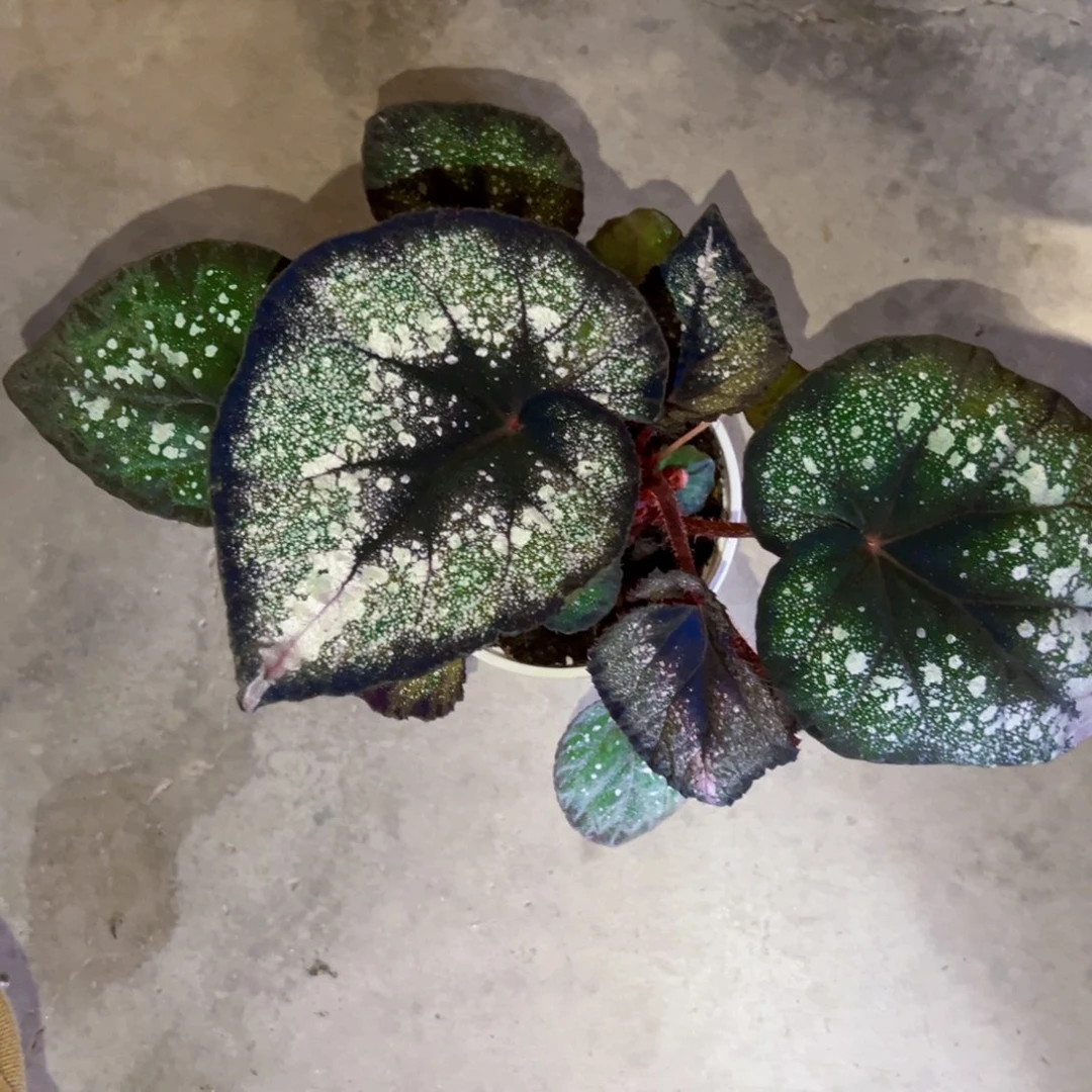 无花朵蓝色多瑙河