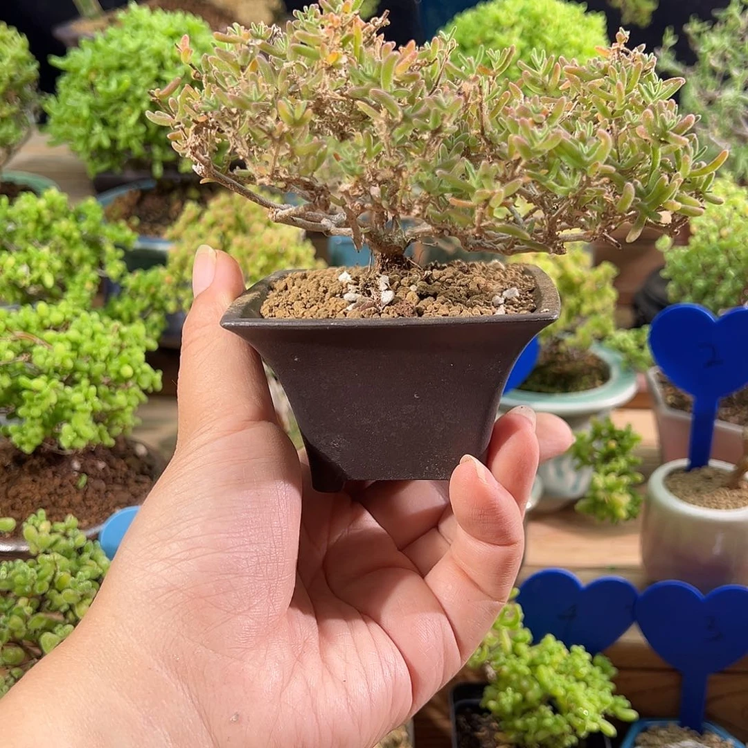 8号紫晶老桩飘桩造型