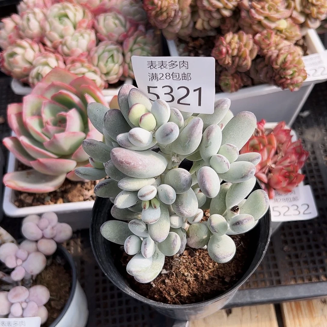 9号用*青我们的确是一5321