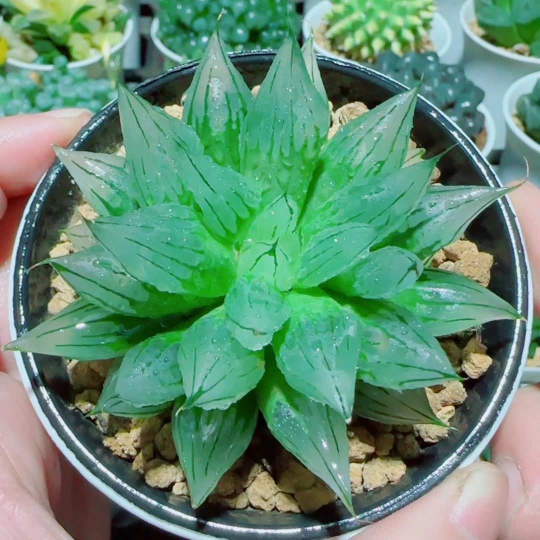 冰钻玉露多肉植物