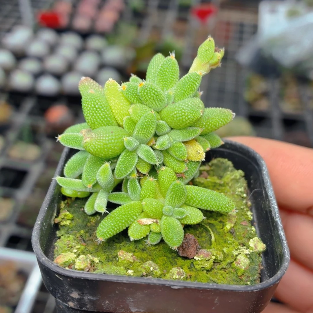 玉米枝干多肉9.9包邮发货