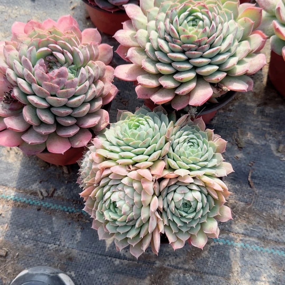 无花朵朱砂痣三头