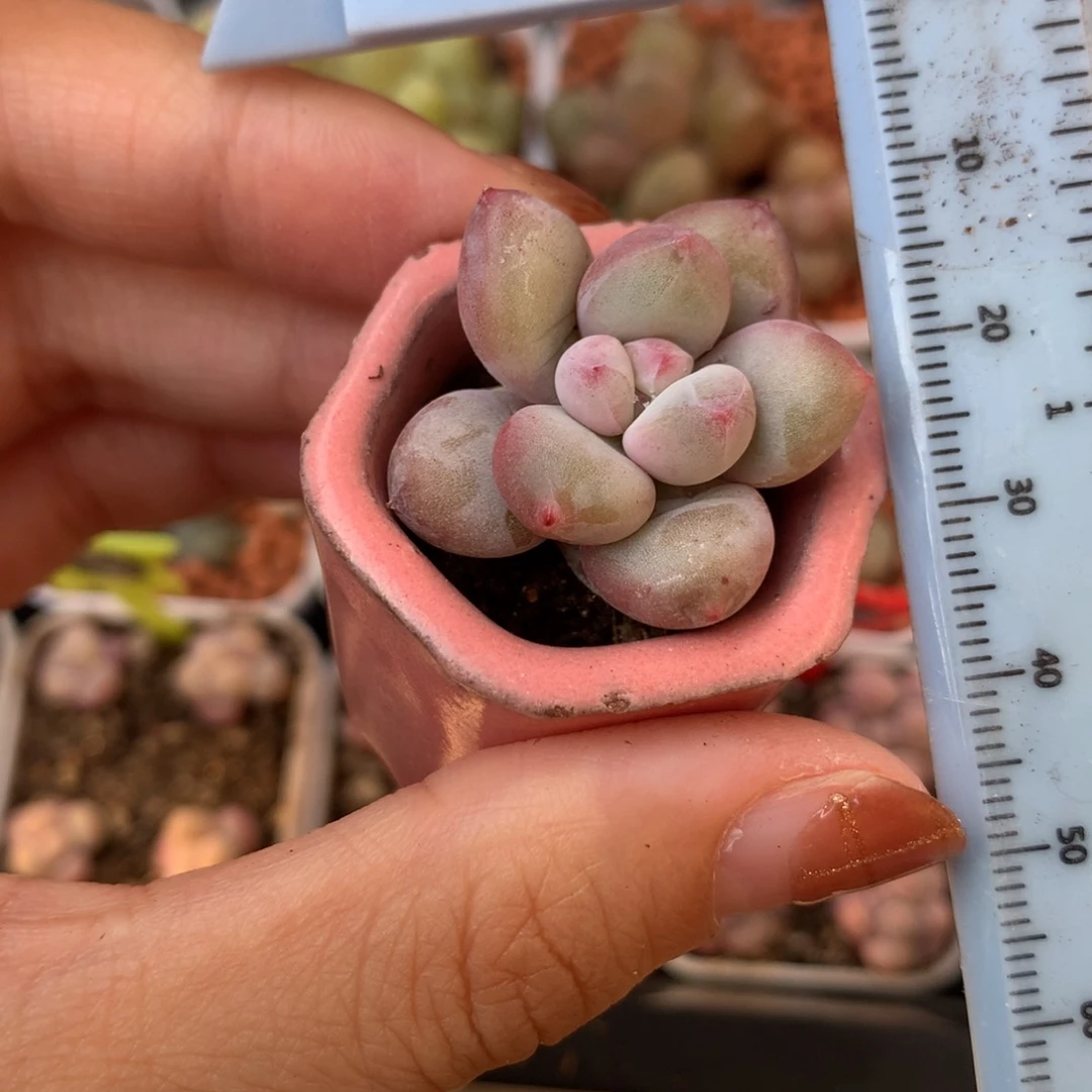 奶团 不凑满28元发一片叶 不售后 到付