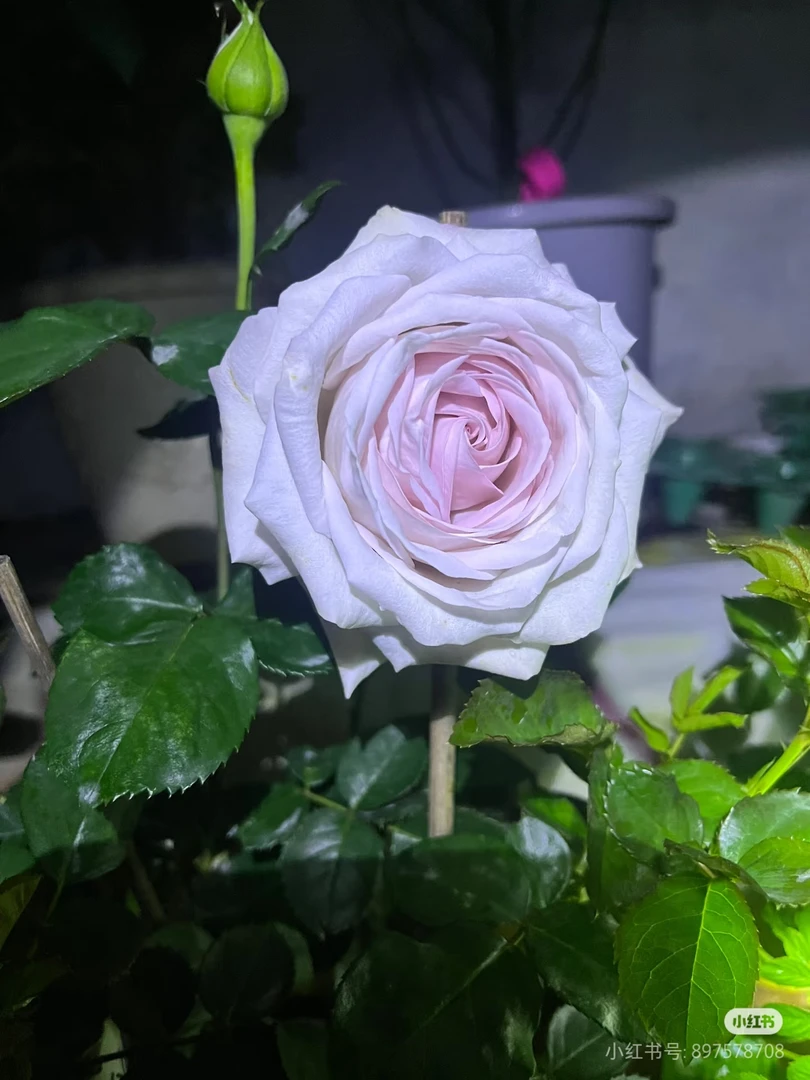 【订婚】四季开花新品