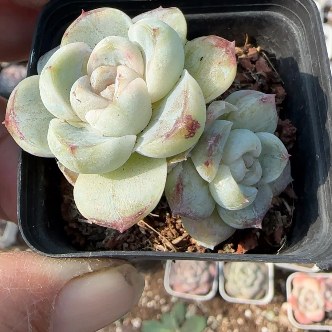 小卡拉米糖心一物一拍