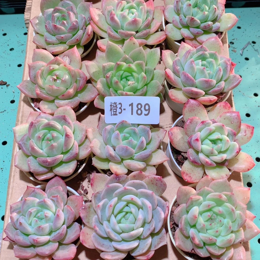 3-189一物一拍多肉带盆18颗