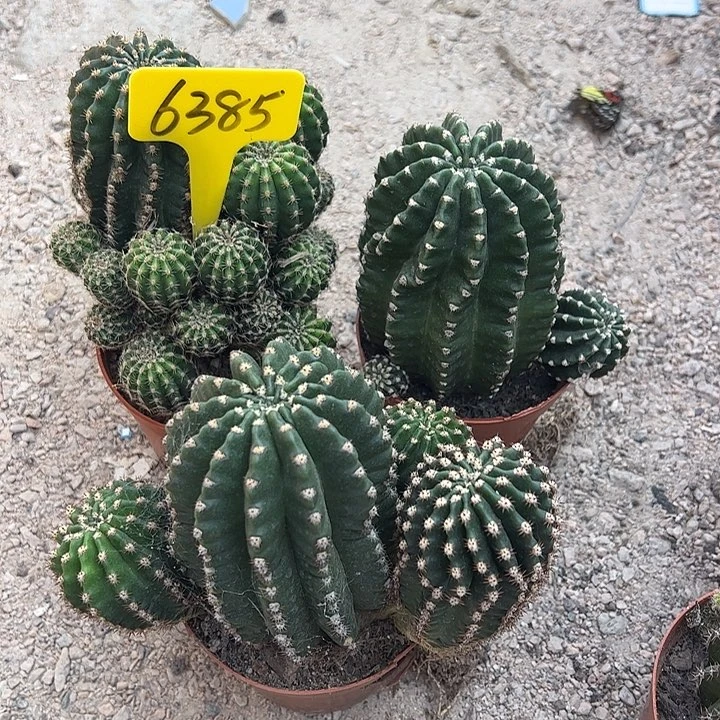 实生金刚，偏远不包邮