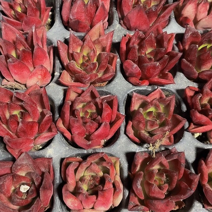 小红毯1元带土发货