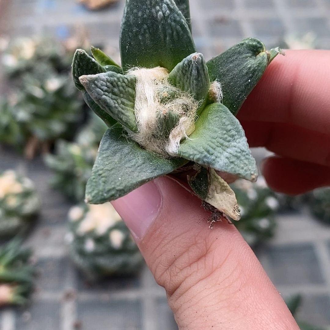 实生白龙王福利福利