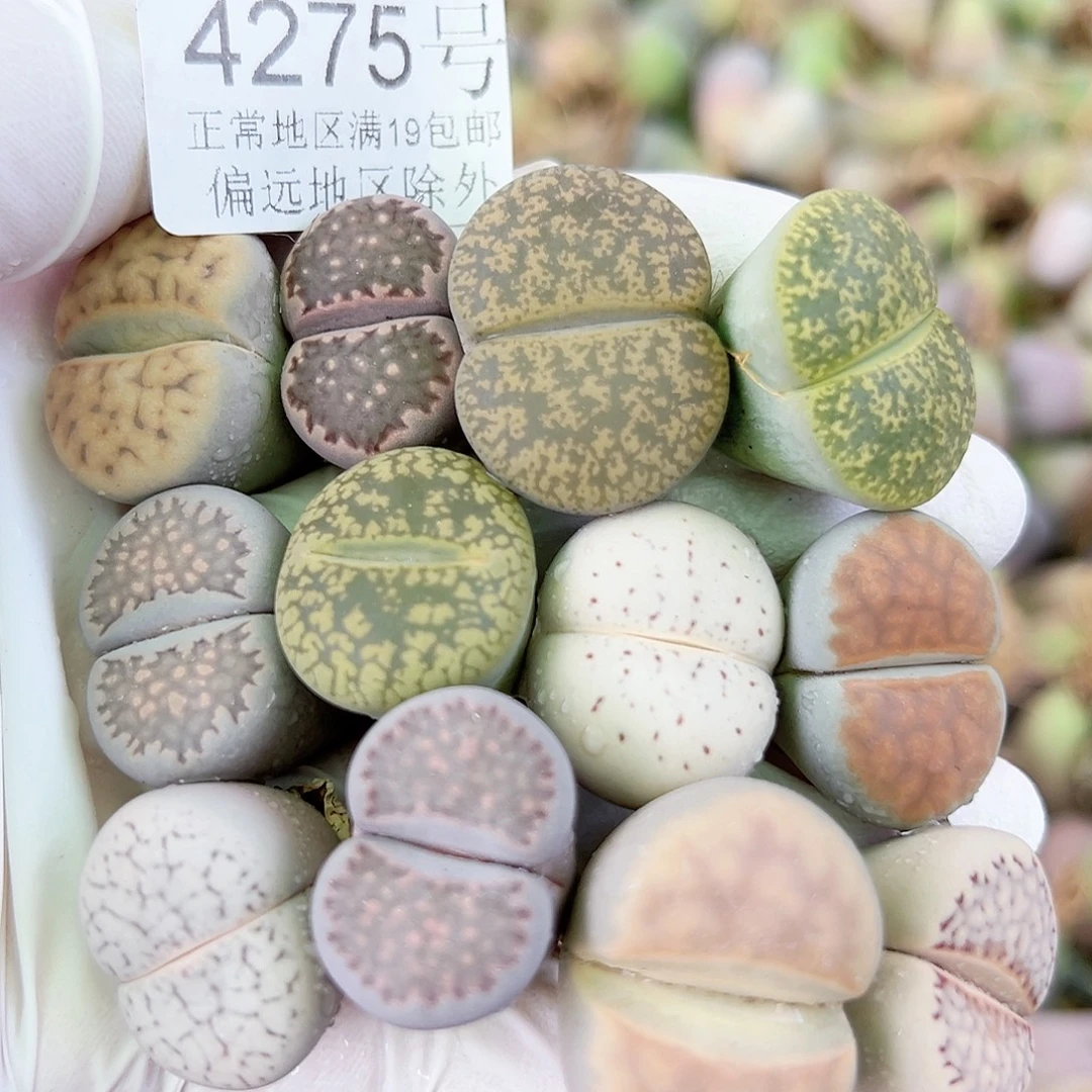 4275 好养易活生石花大母本12个2-2.5cm