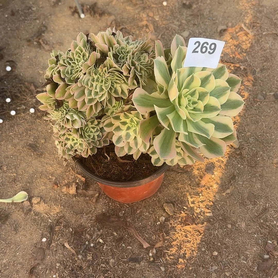 若***离粉女巫缀断枝不包269