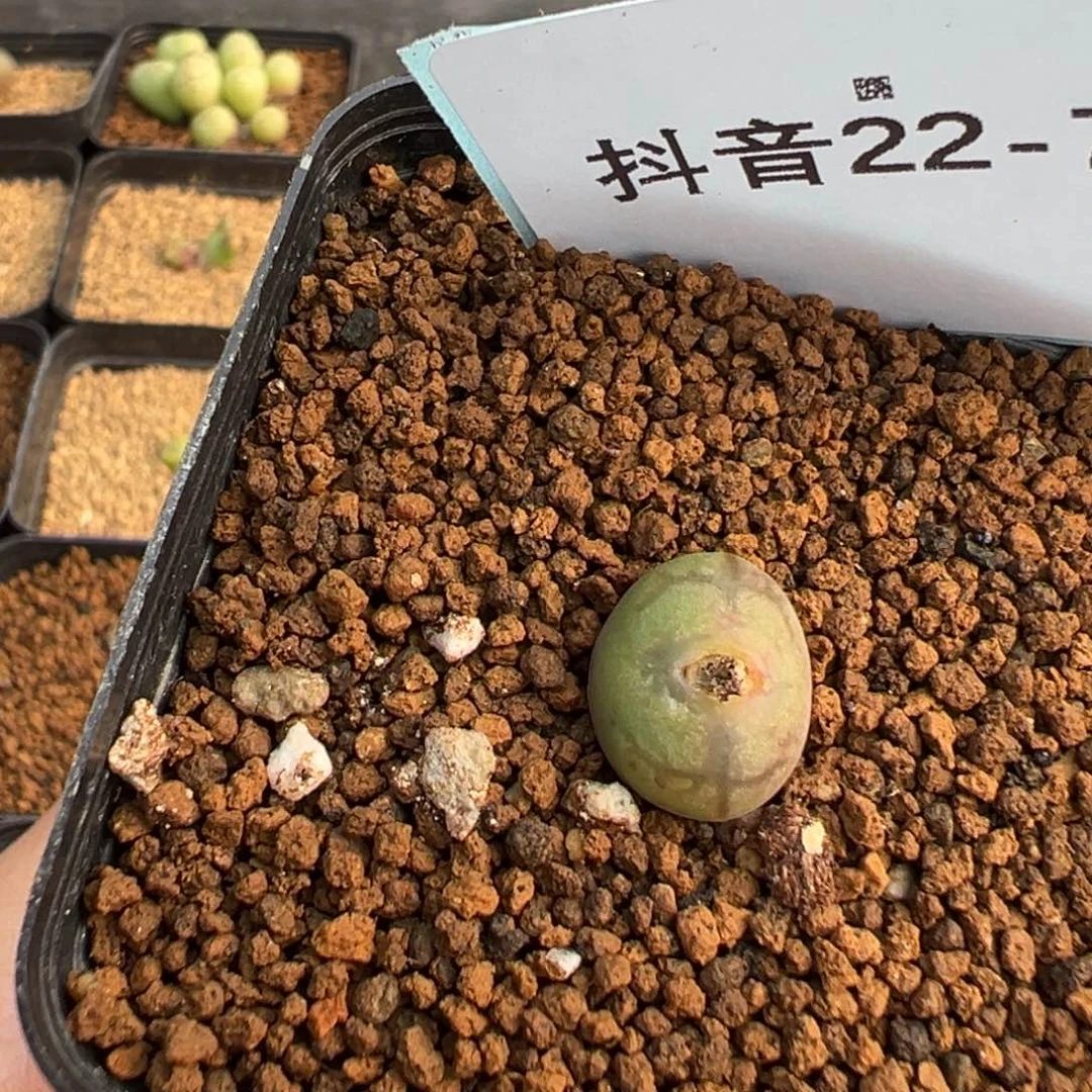 逗*22-78肉锥多肉植物