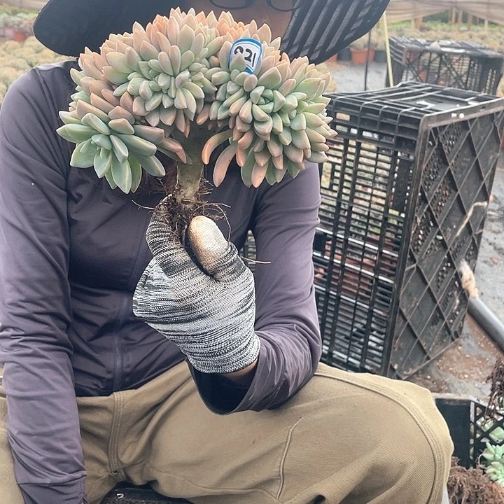 浅***遇821 淡雪缀一物一拍