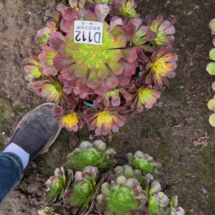 烟花花25-25包邮花花