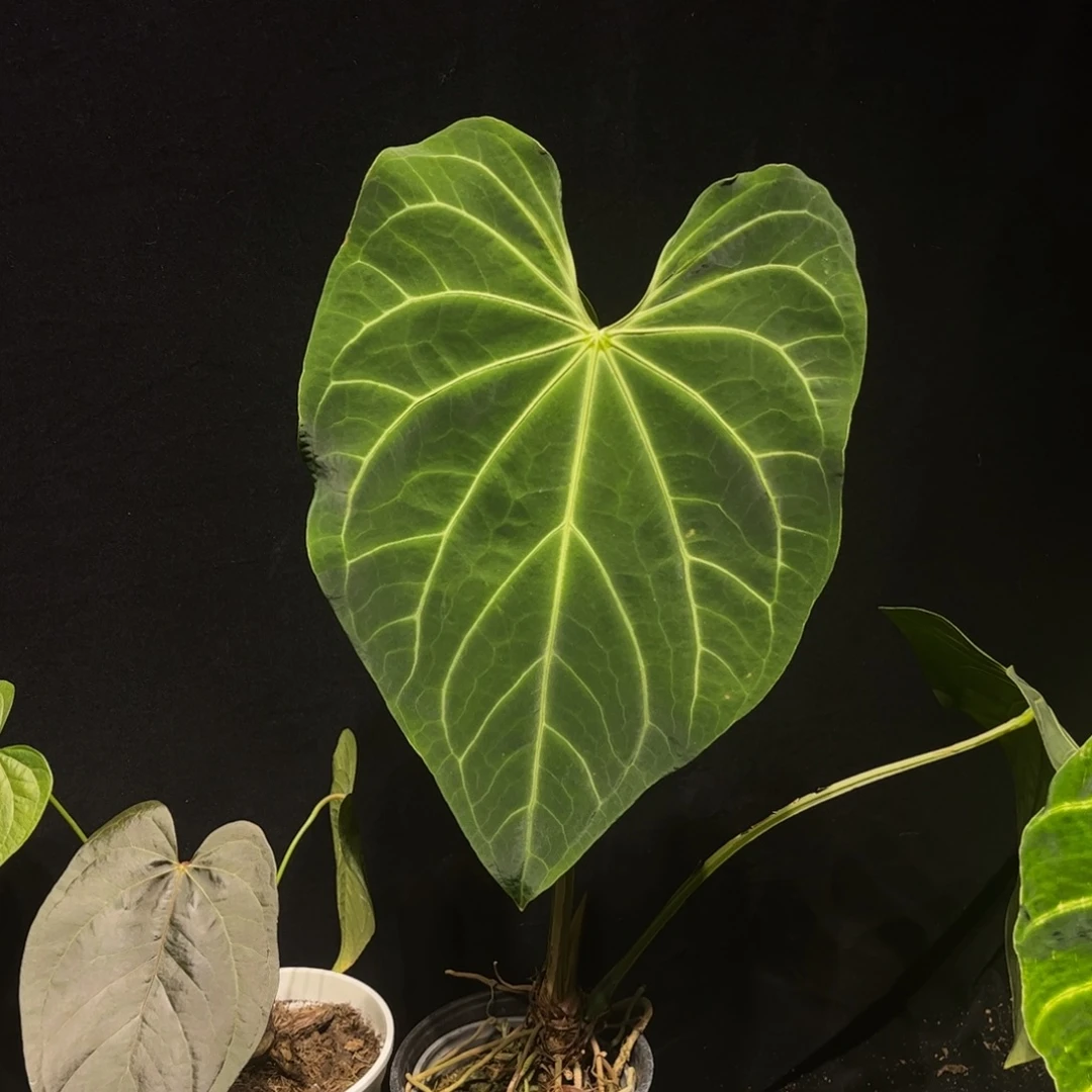 不开花植物原种华丽