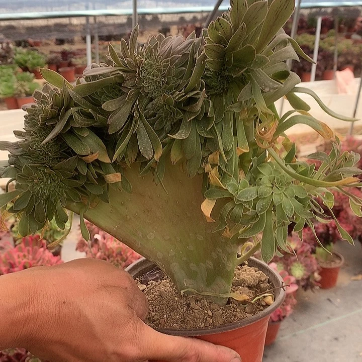 910绿缀多肉植物