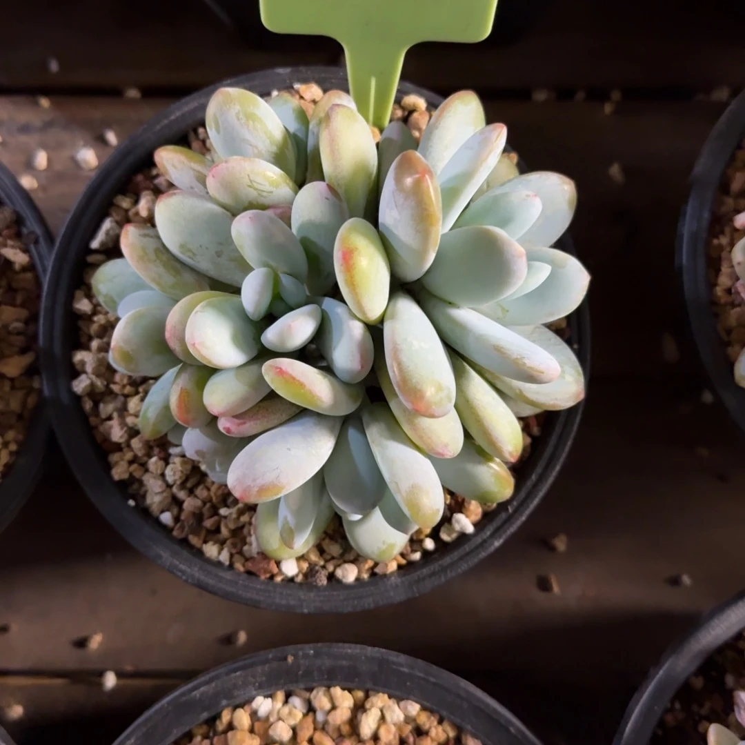 雪美人1111111111111111111