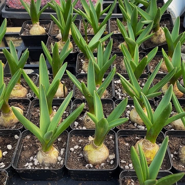 风信子带盆土发货