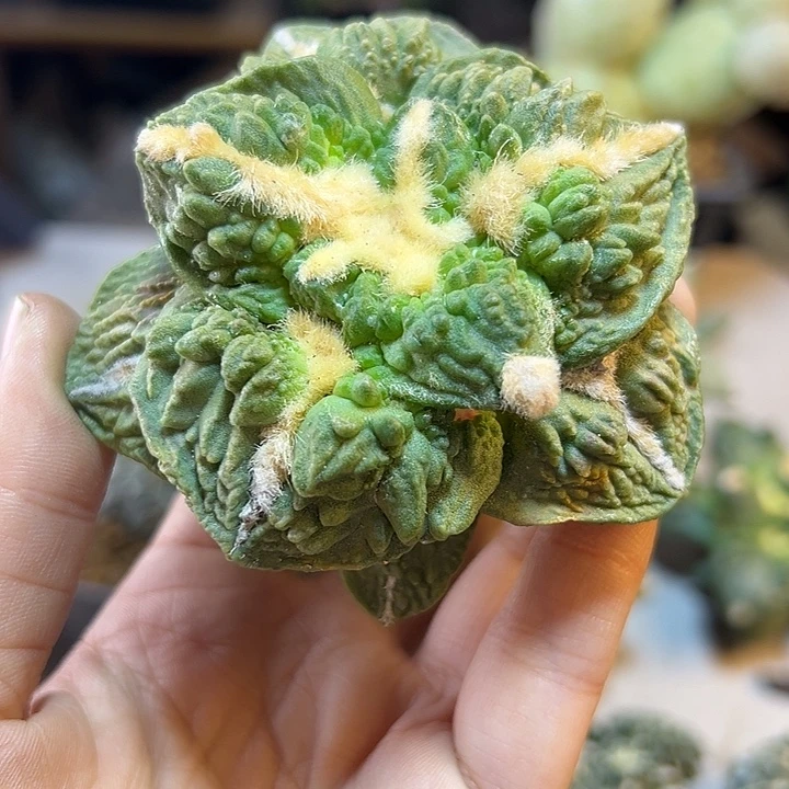 晚35号苗接宽尤怒涛无根7.3公分