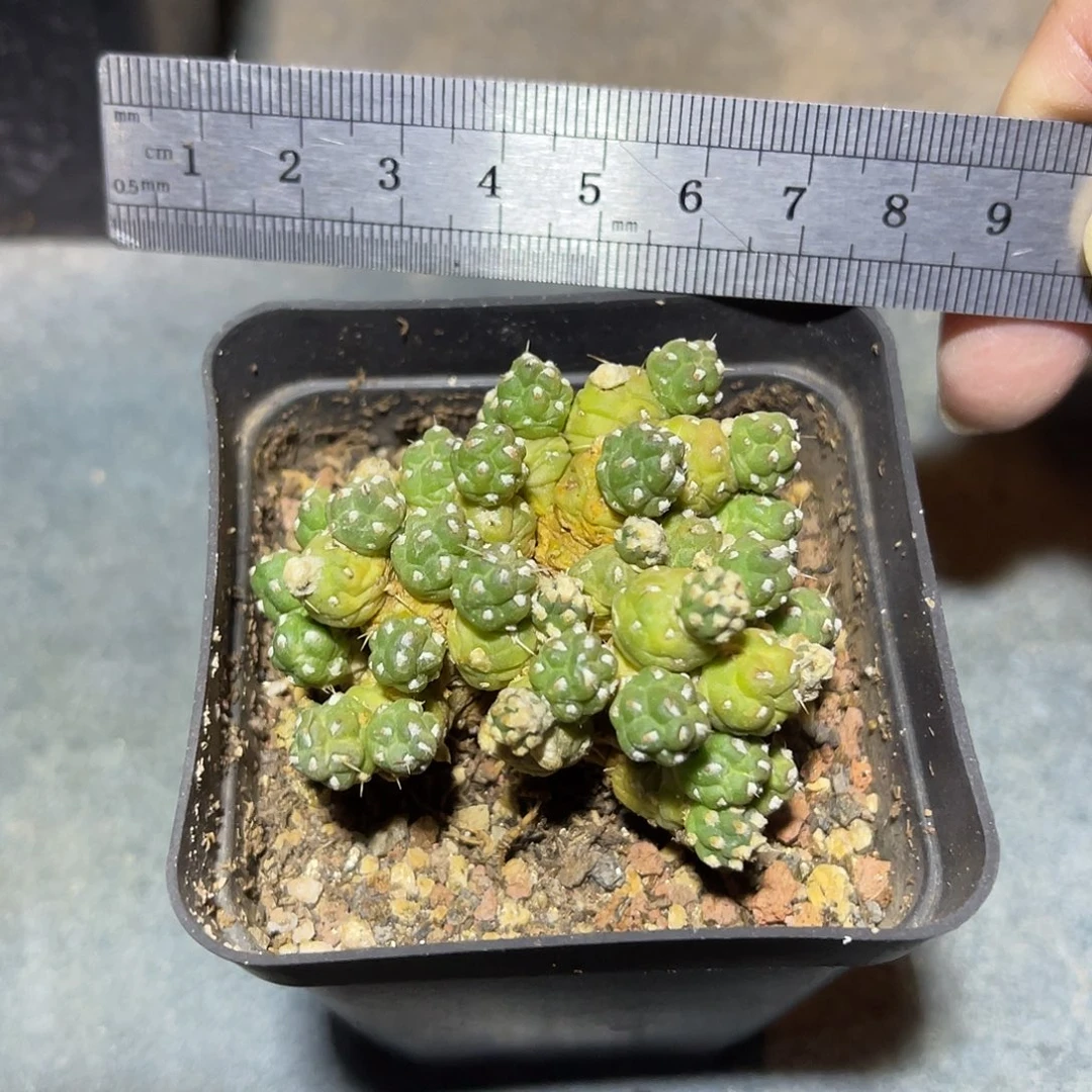 罗西安娜一物一拍