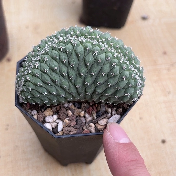 无花朵实生菊水缀化仙人球