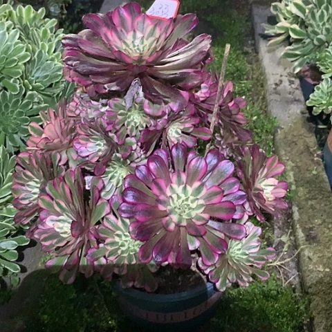 贞**上3053红铜白多肉植物