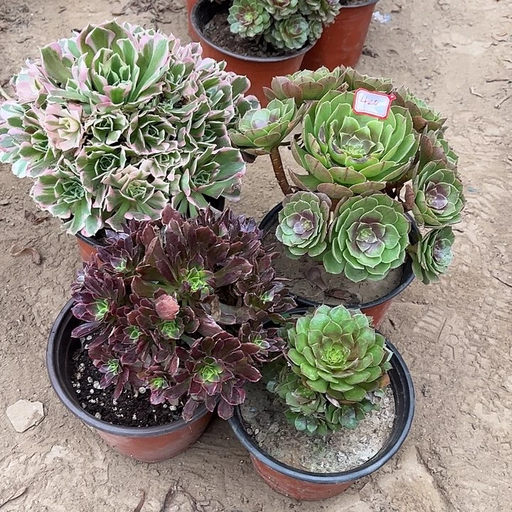 420多肉植物组合，