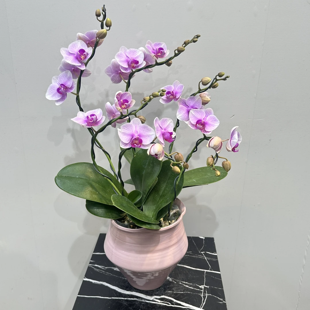 【小仙女】蝴蝶兰花色娇艳带花带苞美观