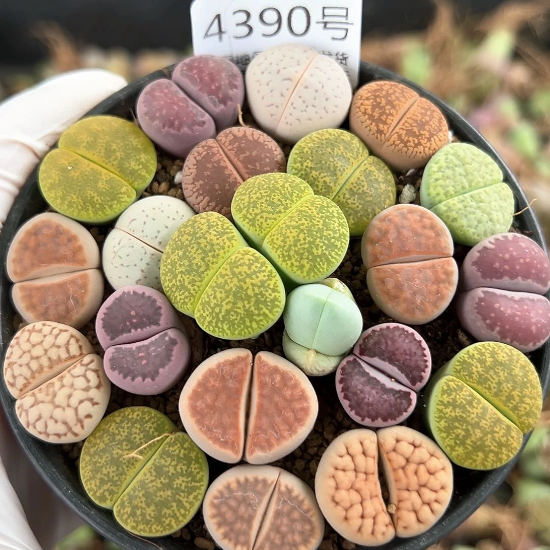 好养易活生石花大母本4390彩拼9cm盆