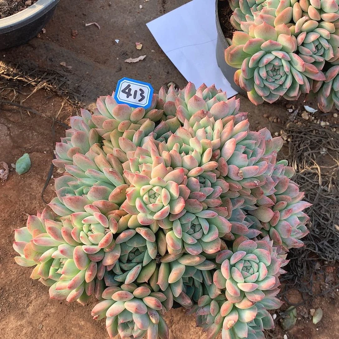 413霜花一物一拍多肉