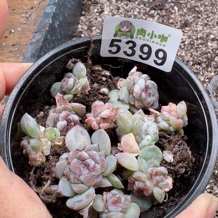 梅**当多肉植物多肉植物