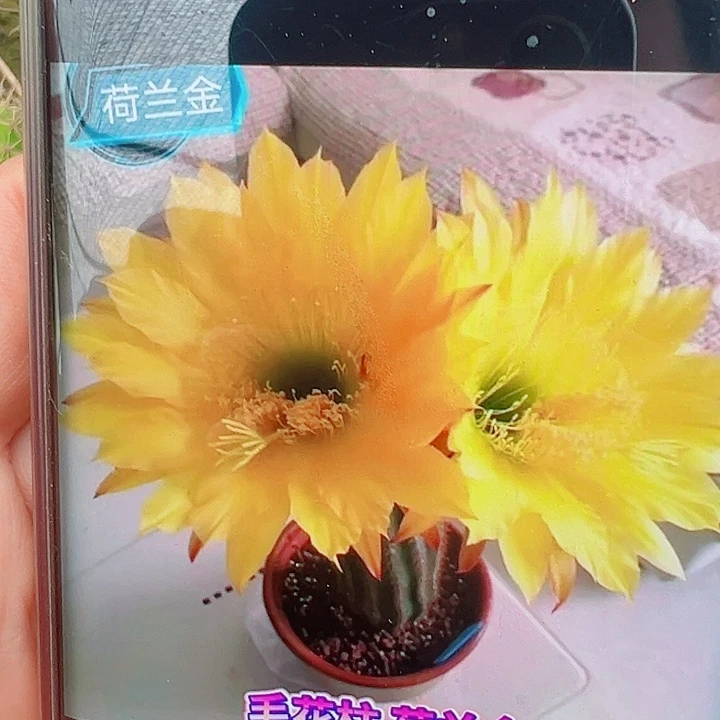 毛花柱荷兰金 15公分