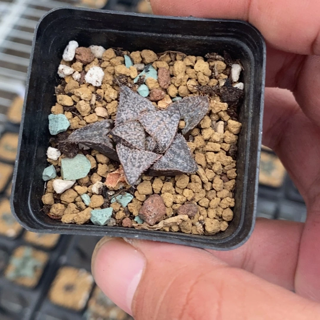 花***下2242 一颗福利。