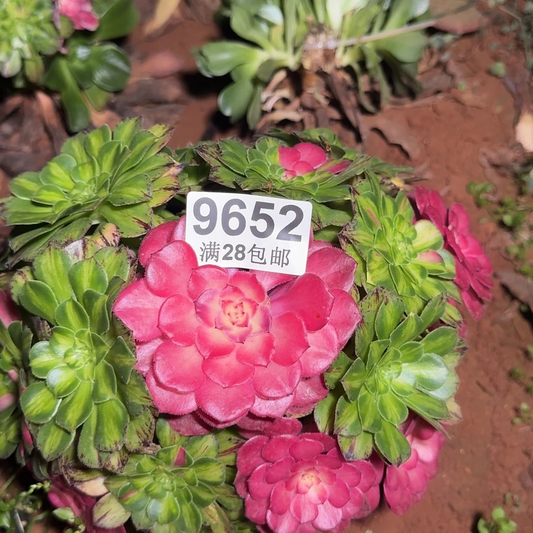 652 知否无根多肉法师植物