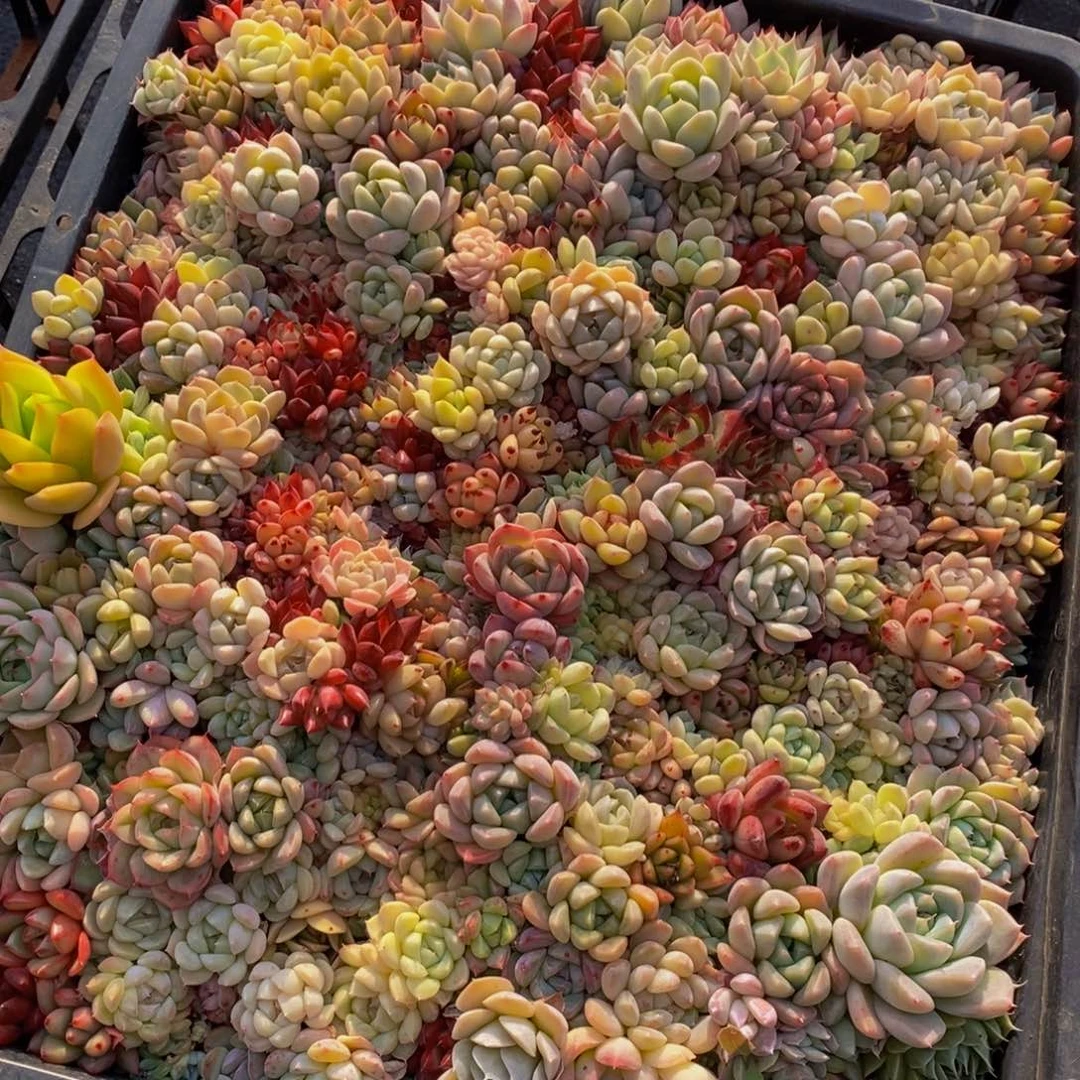 699多肉植物保护研究所所长助理