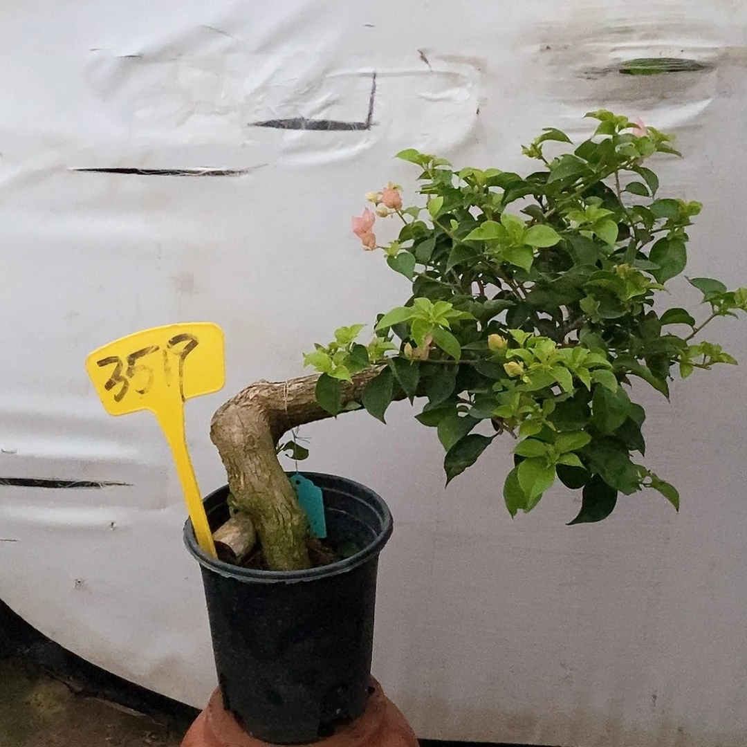 大部分开放少量花苞秀荣3519