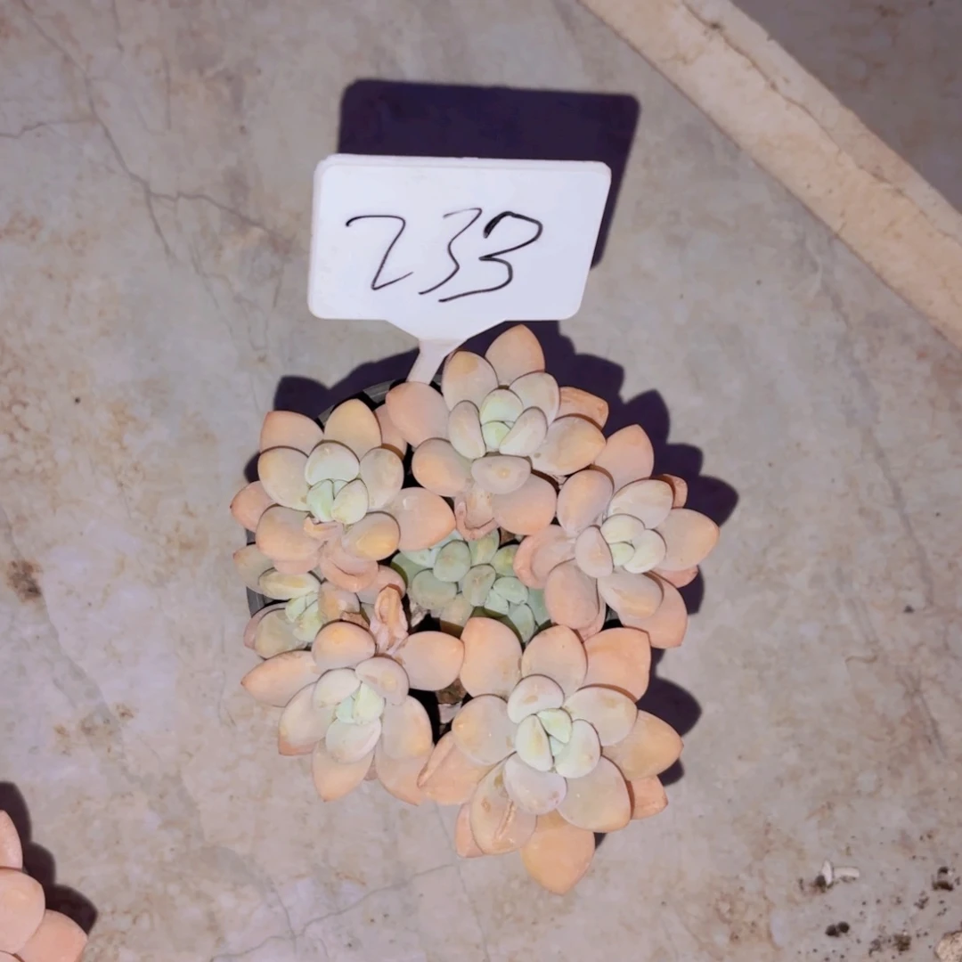 ←****的我的小可爱们都好棒