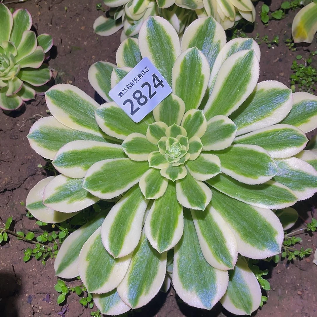 2824辛尼亚多肉植物