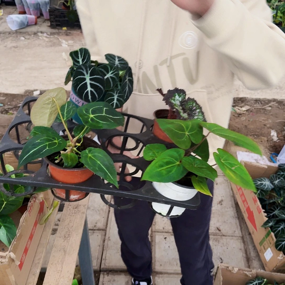 完全开放一物一拍117